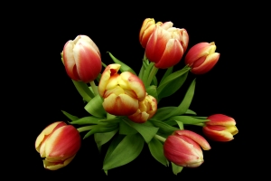 Bukiet czerwono- żółtych tulipanów