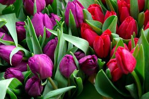 tulipany kolorowe